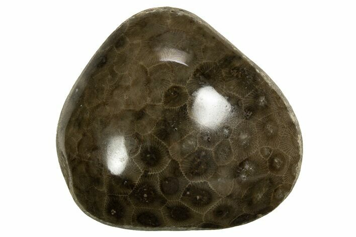 Polished Petoskey Stone (Fossil Coral) - Michigan #328352